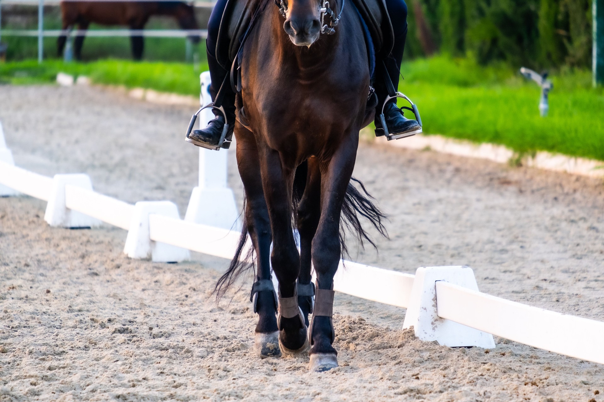 Horse advances over the riding arena with a rider on it. Front view.